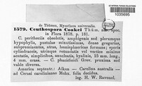 Ceuthospora cookei image